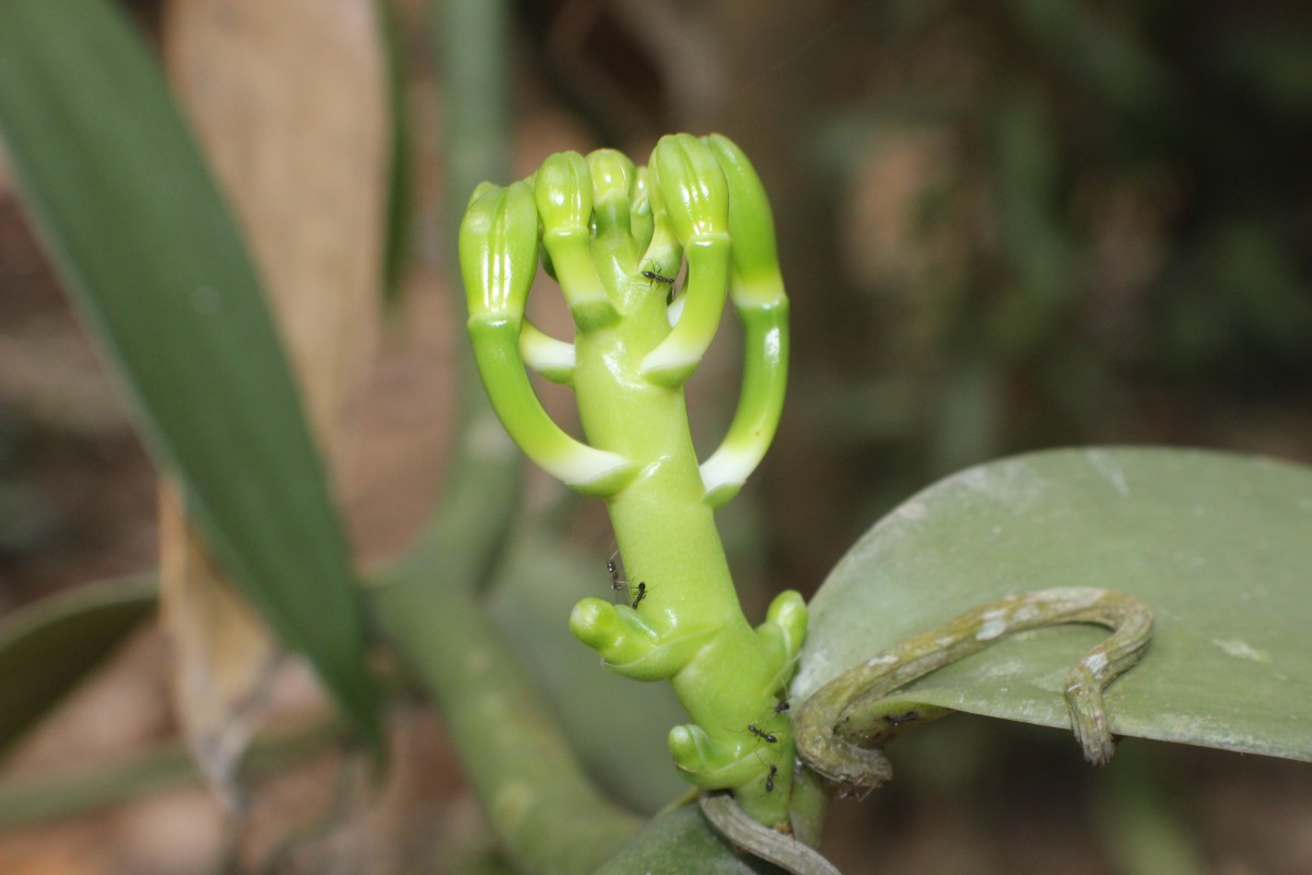 Vanilla planifolia Andrews